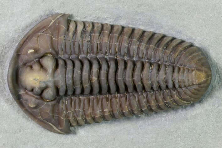 Massive, / Flexicalymene Trilobite - Richwood, Kentucky #156520